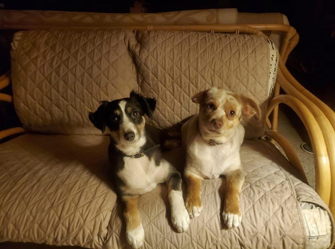 My two little adoptees, mini aussies, with their summer cut!! Great to avoid those nasty little round stickers too!! They are soooo good with all the cats .. 6 here in the house, 2 at the barn and 3 at the log house .. yes