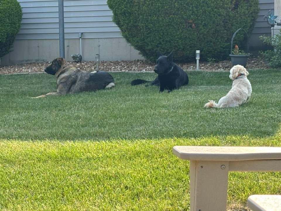 Wheatfield security