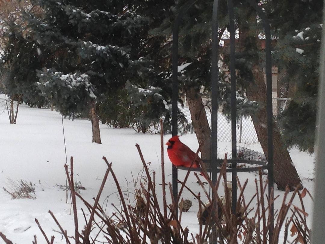 the colors of winter