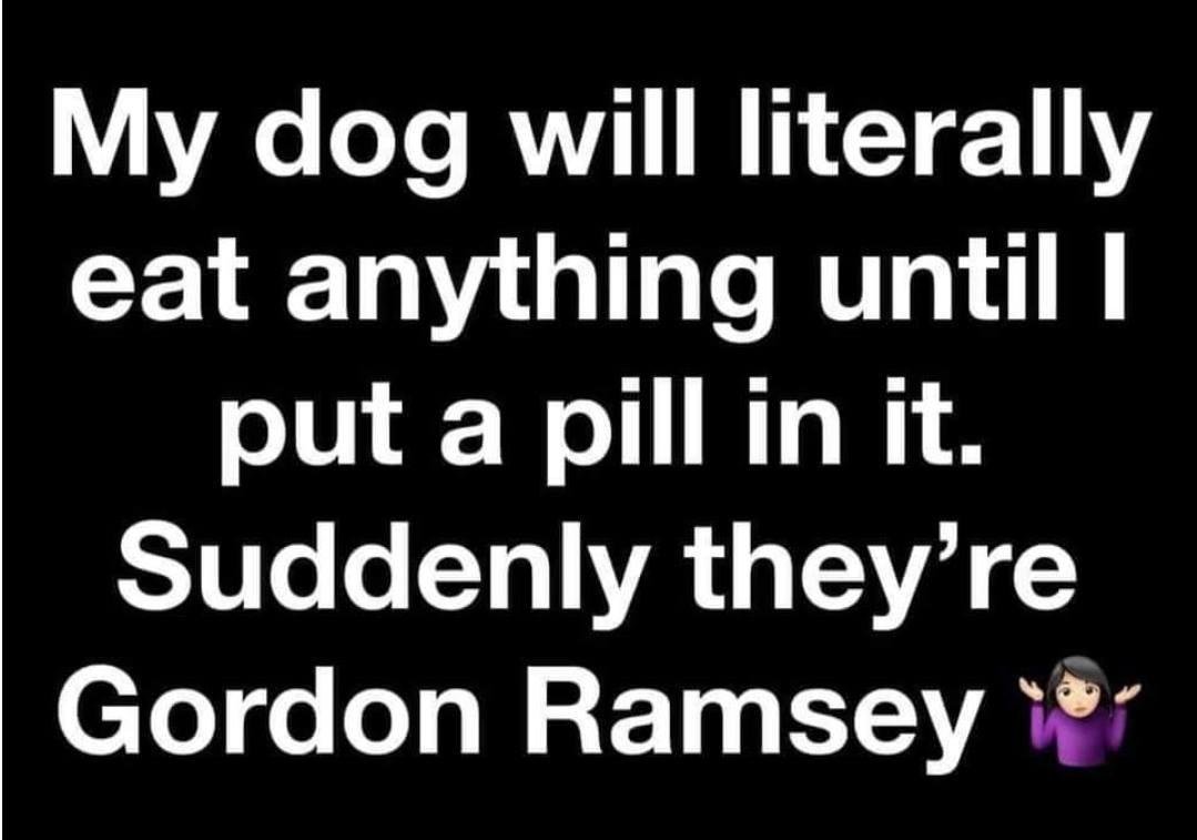 A tiny pill and it was cut in half at that...tucked it into a blueberry,  Oh, no, Katie finds it, eats the blueberry and leaves the pill on the floor.  Not once but twice.  Had to put it into a piece of Swiss cheese then ac