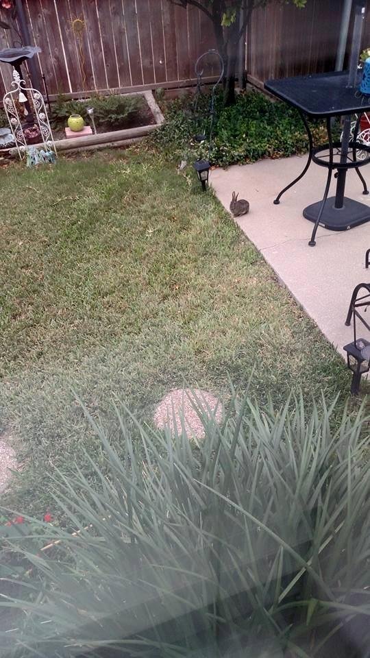 Besides my squirrel family and two bird families, I have a baby bunny that loves my yard.