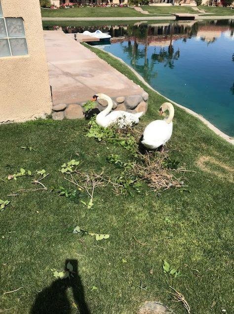 Swan Nest (Beta Version). Here is an update to our swan-viewing public. They appear to want this for their nest location; no other nesting sites on our lake. The poor dumb male isn't too good of a builder so Doe is helping 