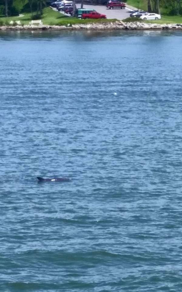 Actually got to see dolphins at the end of the boat ride