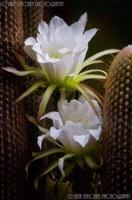 Beauty Among the Prickles