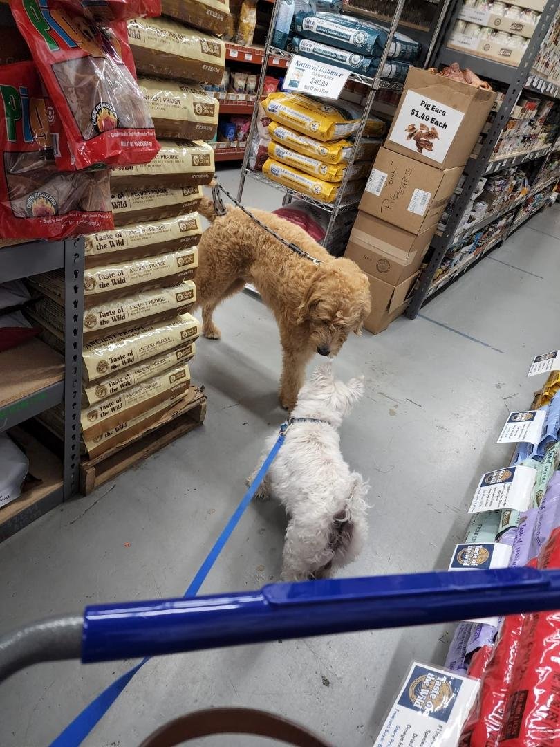 Dog sitting Moms dog means spoiling! Luke made friends with a doodle!