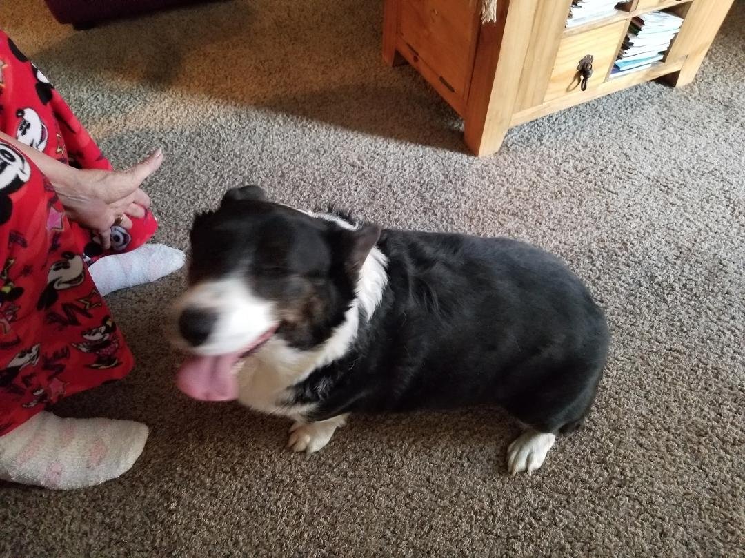 Found running down forge road near gas station. We have him at 18 Kodiak circle.719 429 1711 or 6569.No collar.
