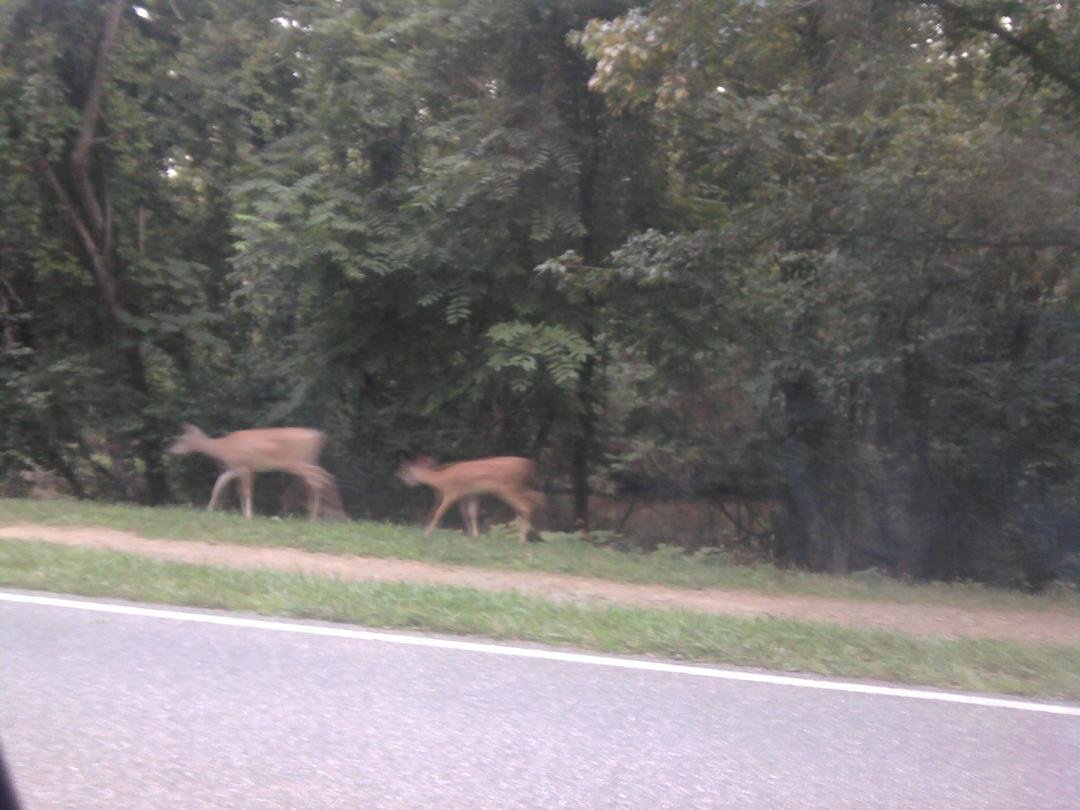 AUGUST 24,2012 Two deers walking by..