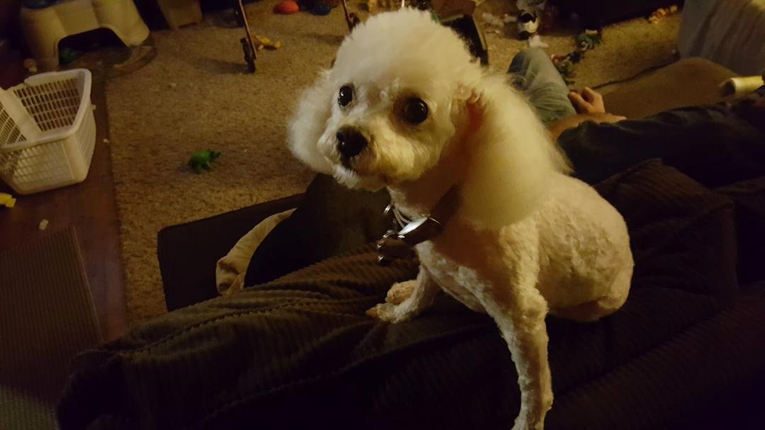 This is my girl Fluffzilla believe me the name fits lol