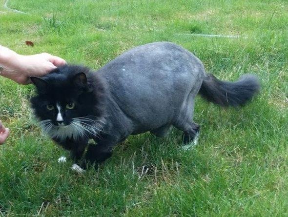 Our younger cat needed a "Medical Grooming." Oh, the humanity!!