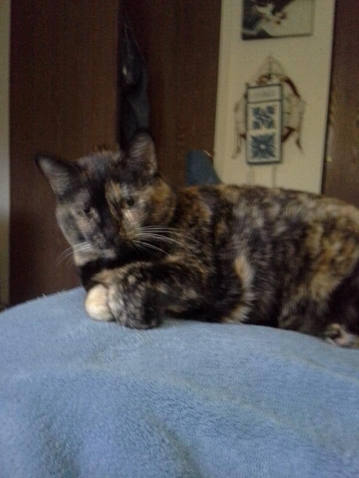 This is my girl Oddieball who turns 13 today.