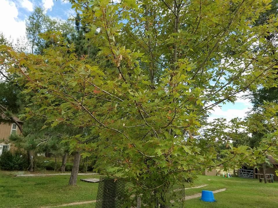 Oh dear, the red does appear meaning fall must be near!! Seems so soon, but probably not!