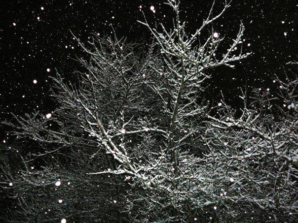 One of many snowy December 2008 days. This is one of my apple trees in the backyard.