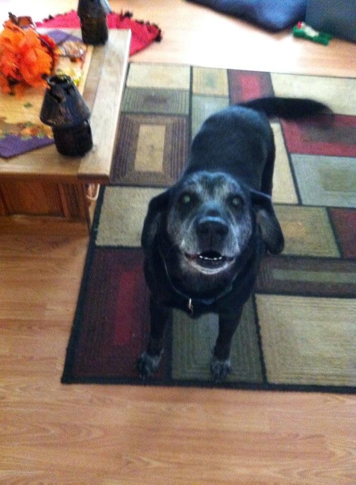 Debbie Ernstberger's album, Family pets