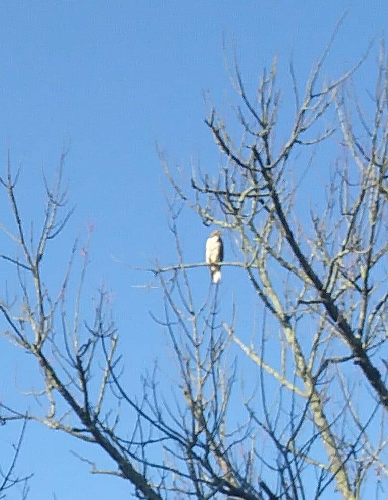 I was practicing baitcasting in the back yard and a huge bird swooped down, came out of of nowhere! Turned out it was a falcon!