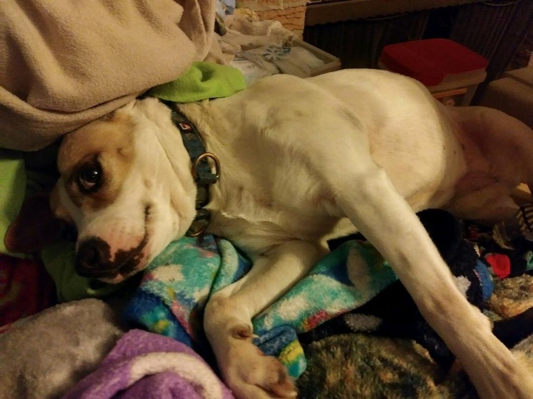 Vesper helping fold the blankets. Such a ham. :)