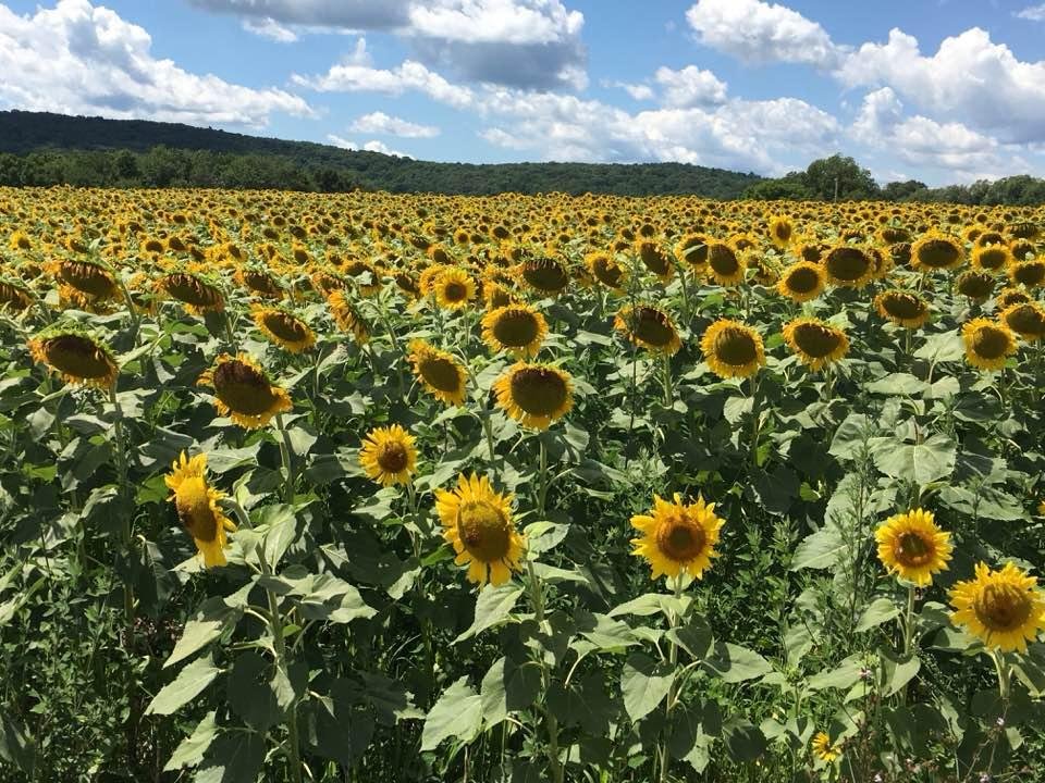 Sunflower Fields Forever...
A photo sent to me by my friend Ann Spitzer of a sunflower field in upstate Ancramdale, N.Y..
