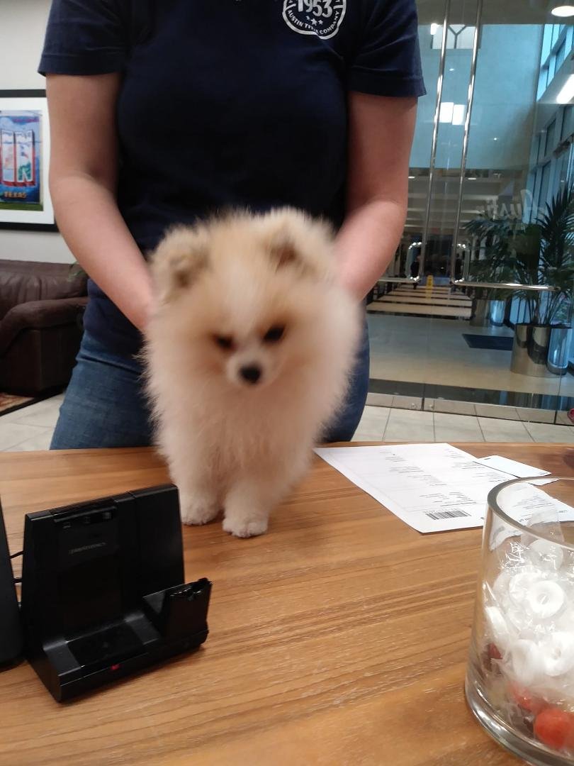 OMG, look I found another puppy here at the main office. Gus, he so adorable. Love him