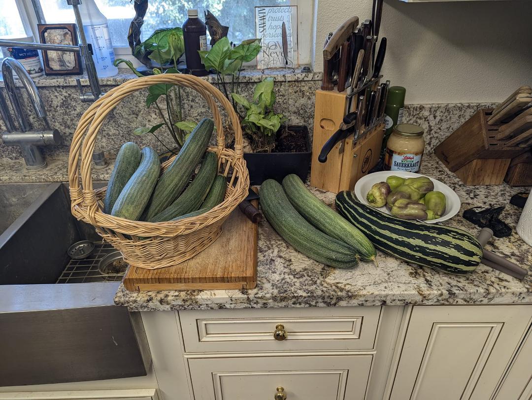 Harvesting oodles of Armenian cucumbers. I sliced them up and marinate them in the refrigerator for a week with vinegar and sour cream, Dill and garlic and other herbs. Absolutely delicious. I only have like three or four