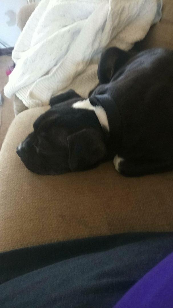 THIS IS THE NEWEST MEMBER OF THE MORRISON FAMILY...HIS NAME IS APOLLO HE IS A 3 MONTH OLD AMERICAN STAFFORDSHIRE TERRIER..HE IS 30 LBS OF SWEETNESS