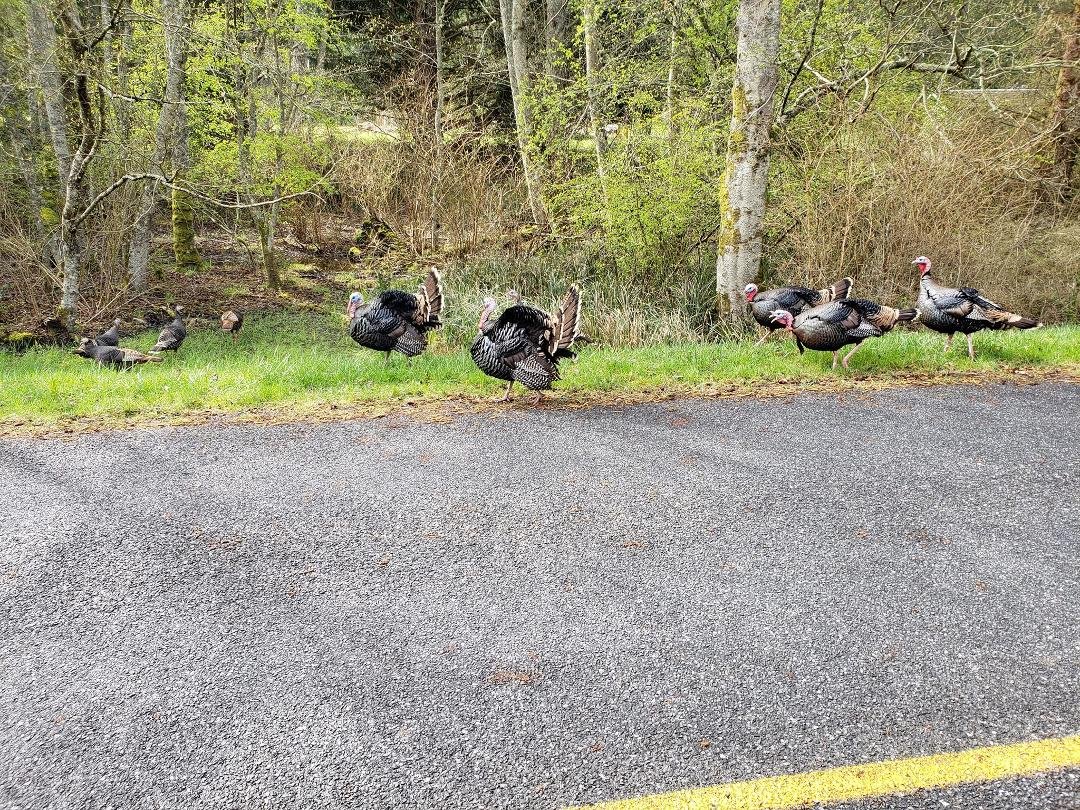 Visitors on Buckhorn this morning