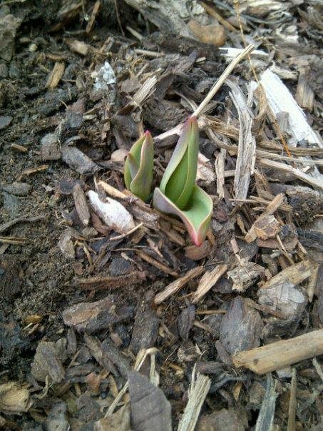 After 2 1/2 months of continuous snow cover..it's finally melting...and what's beneath? Tulips!! Spring is coming! Now to keep the deer away!!