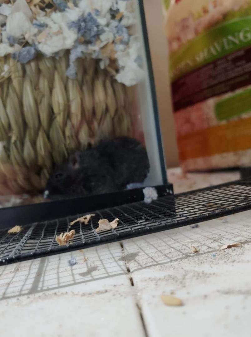 Proof that gerbils will do anything to play in the corners