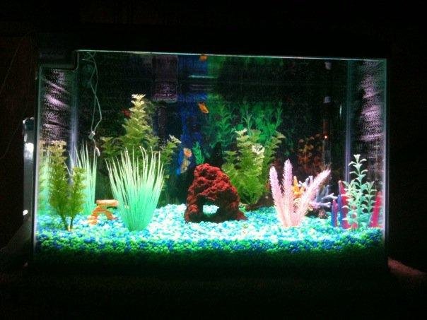 Another pic of my new aquarium. Being conditioned for fish.