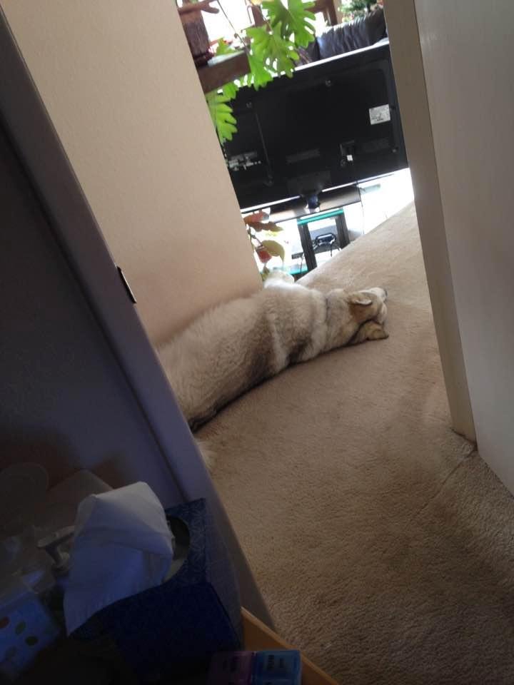 Siera outside my bedroom door. Love this dog❤️