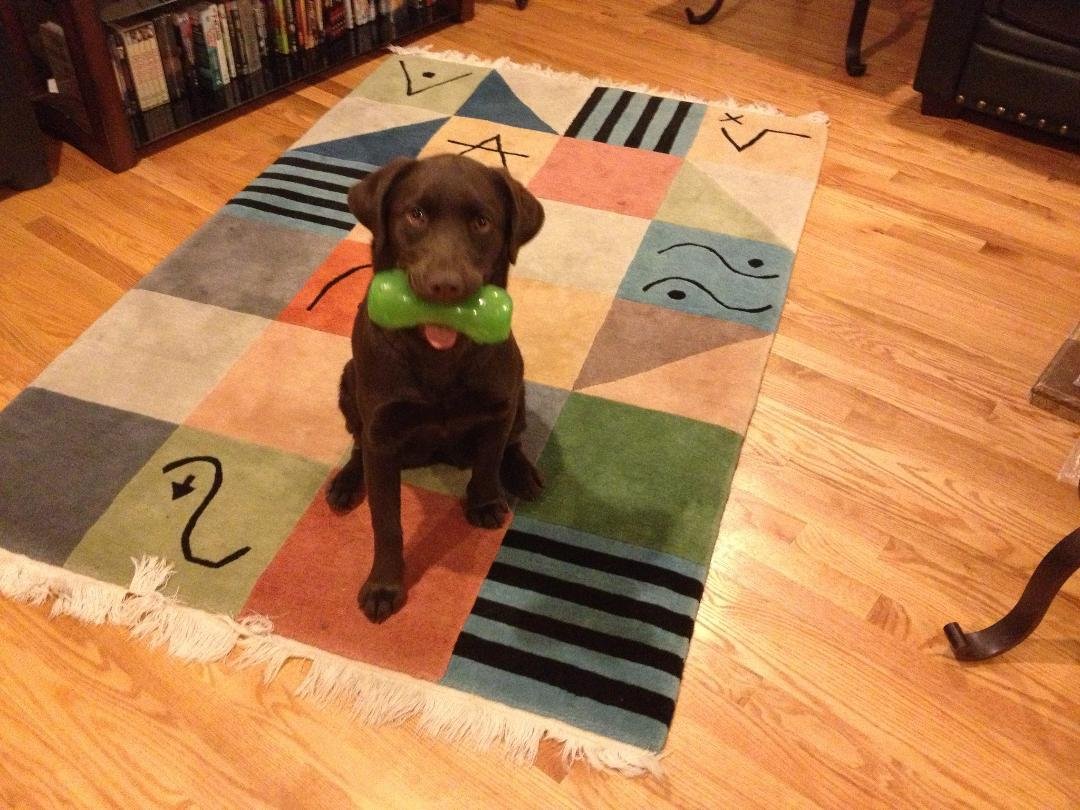 Here's the latest addition to our family, Garbo. Actually got her as a present from our children in October as a joint birthday present for Eleanor and me.