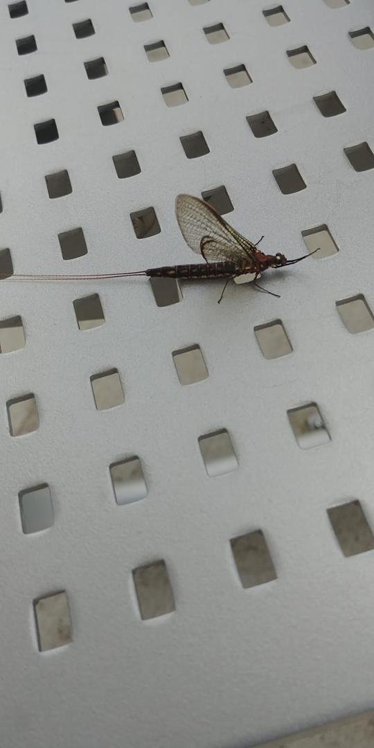 Ots so hot here even the bugs are resting in the shade.