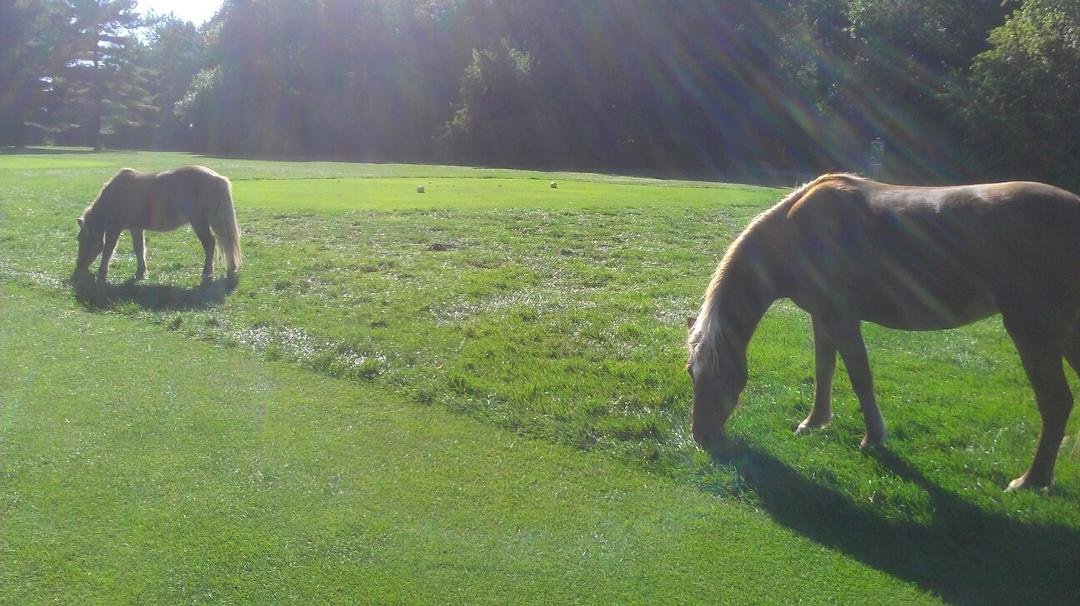 At the t box yesterday at Yahara. I think they need to invest in a mower. Same hole saw 40 geese and something peering at us in a tree stump