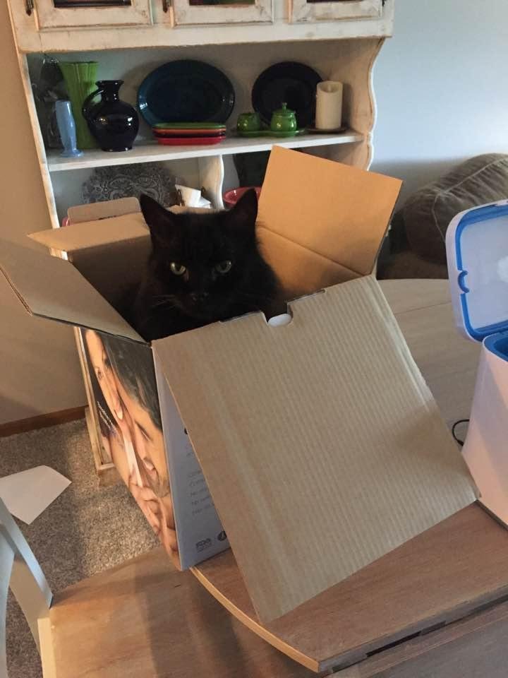 Can't leave a box anywhere. 😺