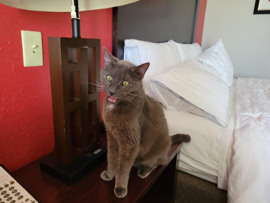 As Tuesday ends, we find ourselves in Guin Alabama! Eight hours on the road, very heavy rain first half of the day. Pouring like a hurricane! Sun is out now, and we even got Grover into the room tonite! This is Boo Boo, bei