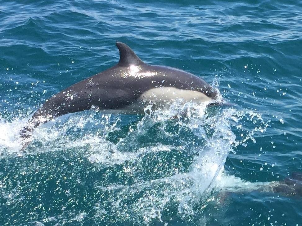 One of hundreds of dolphins we saw off Newport Beach. Did not imagine the marine life out there. Right in our back door
