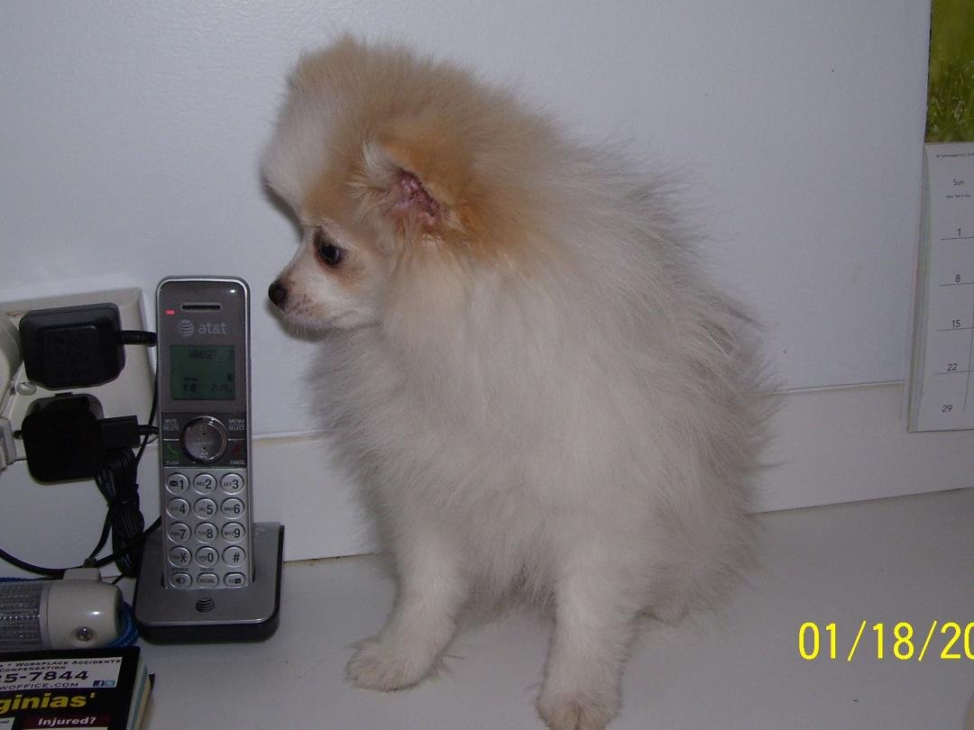 Cubbi Bear at age 3 months