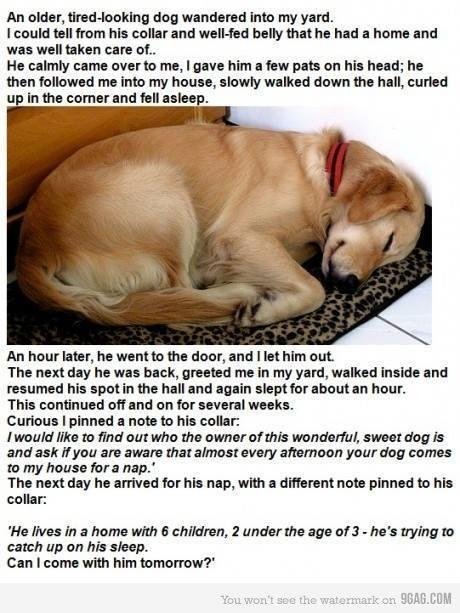 I identify with the owner..when my eldest turned four, the twins were three, Jimmy was two ,and Matthew,six months. No other pets😊