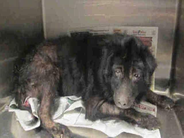 Someone out there please have a heart and give this poor creature of God the love and devotion he needs.