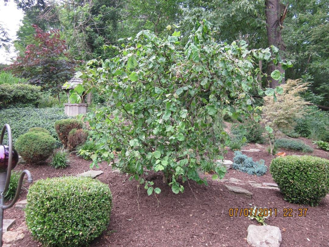 Backyard 2011 Walking Stick