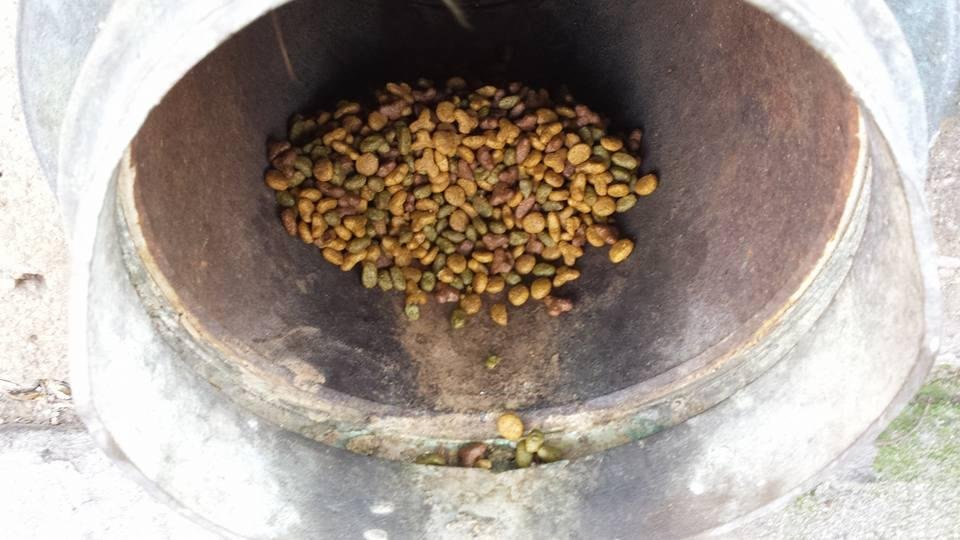 I found cat food in a drain pipe on campus yesterday.