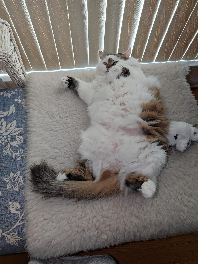 Happy Cat Day. Misty Moon is enjoying one of her numerous naps. She privileged me with a nod.😻