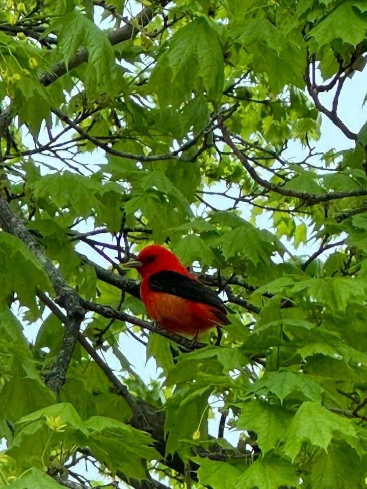 Just saw this on High Street🐦‍⬛
What kind of bird is it?