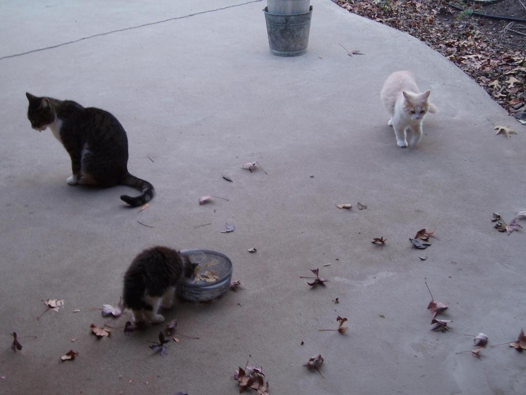 Watching the kids growl over food