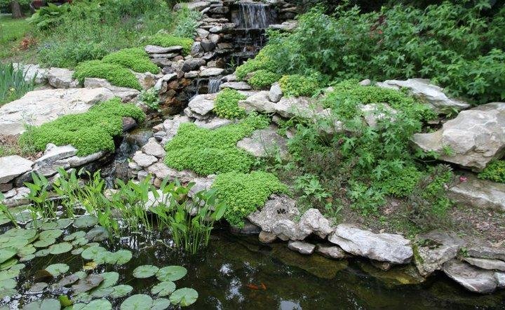 Jon Curby's album, pond and garden 2011