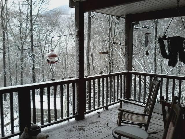Snow brings out the birds.