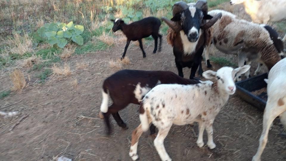 Jacob wool, Painted Desert and Barbado sheep. I bought the ewes as a mixed herd, then traded for the ram. I'm not sure his breed, but the hair is like a Painted Desert and he has great tines. Some of the baby rams have real
