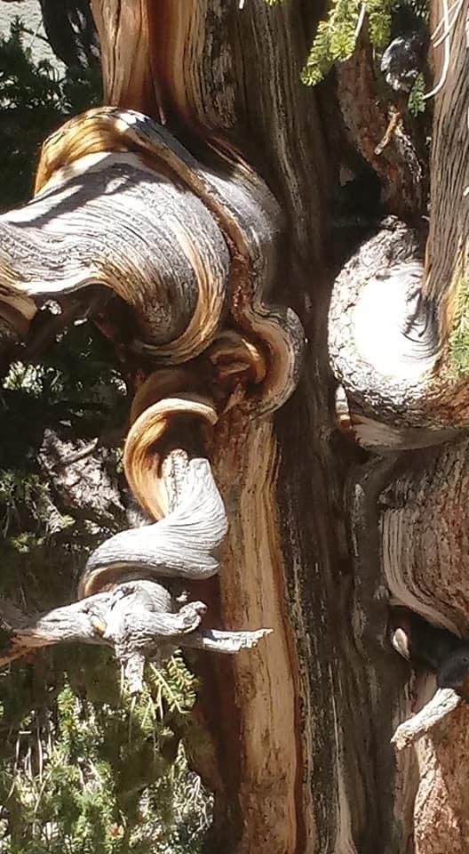 Bristlecone Pine Forest in 2017. This tree could be 3000 years old!