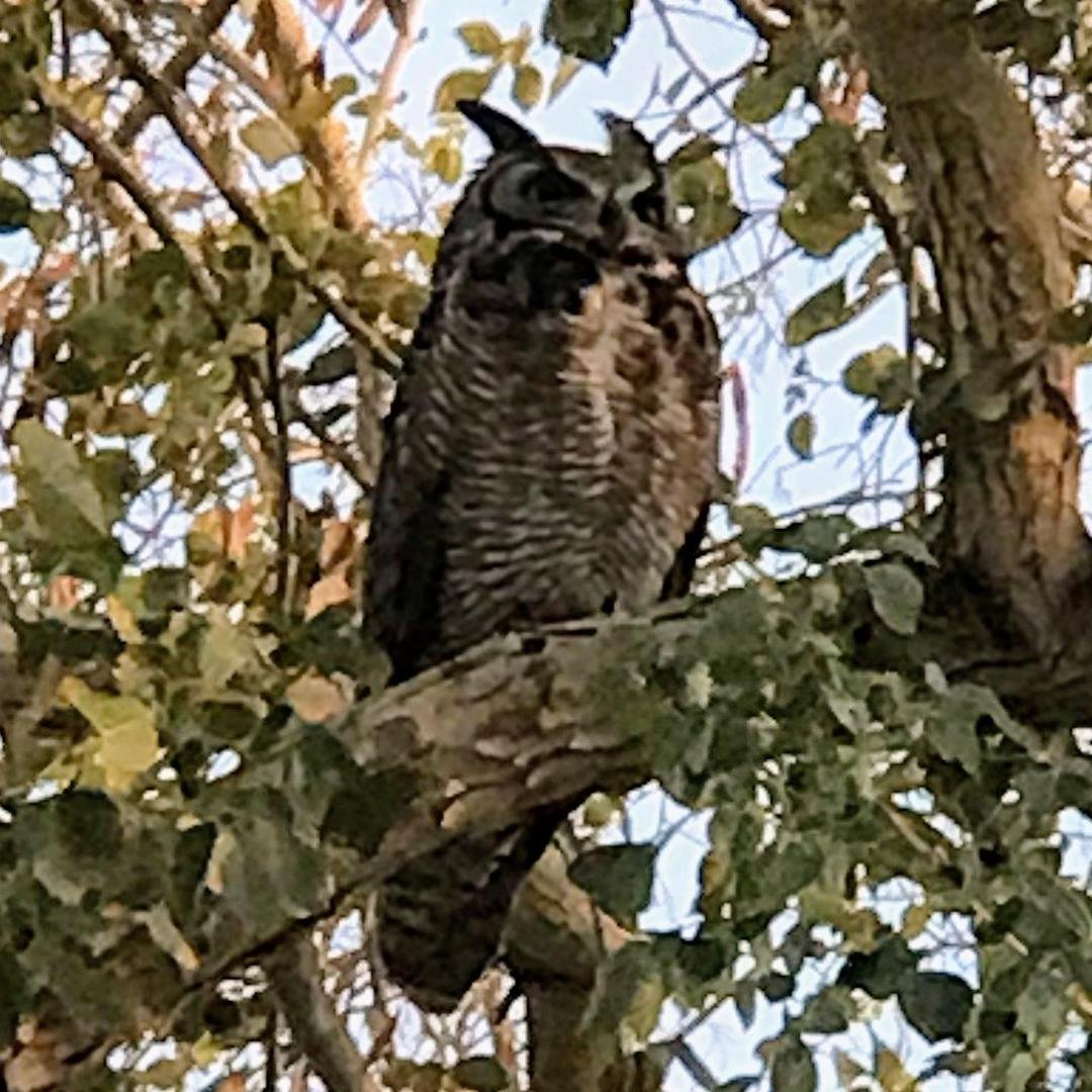 A beautiful owl in our park! #beautiful #owl