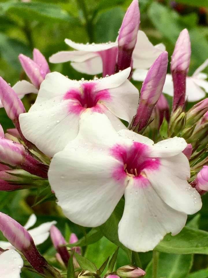 The Flowers