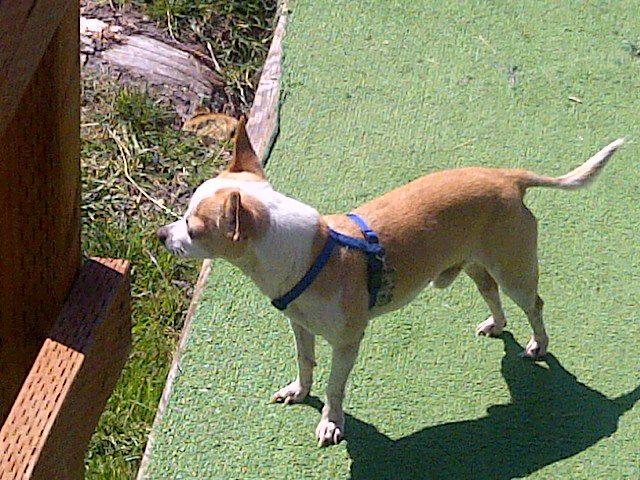 I really mis Tito alot he was truely my best friend