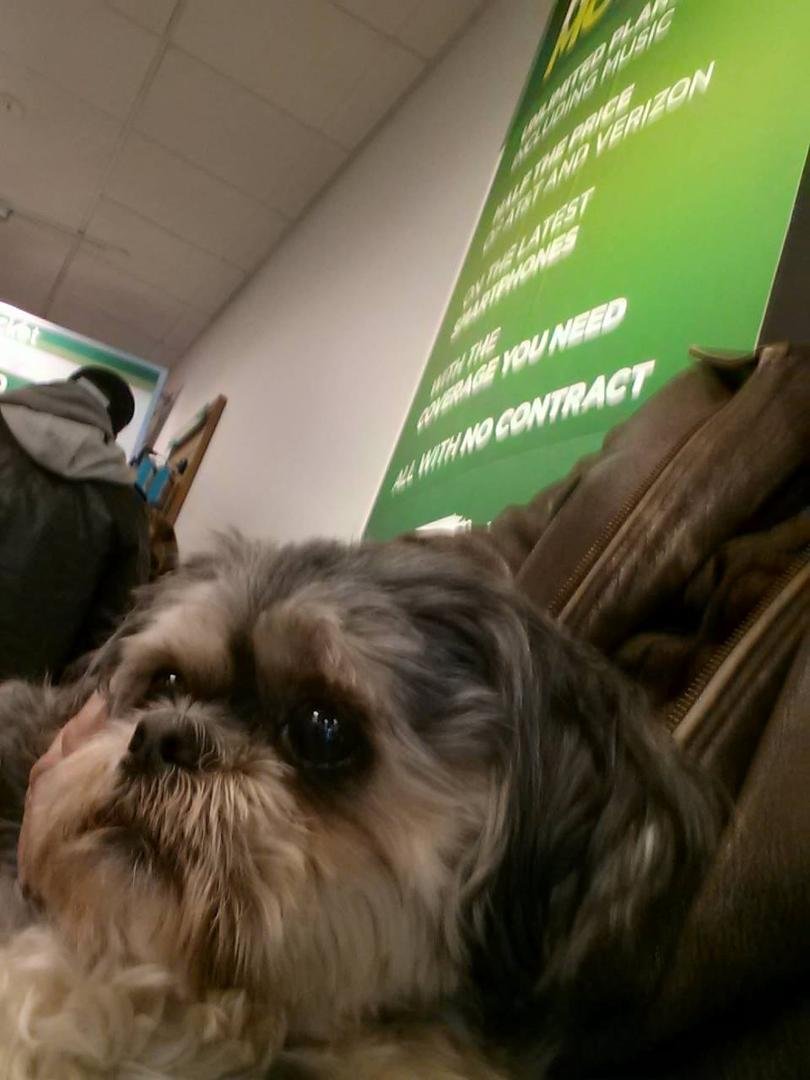 My new house guest Arny, a beautiful 8 year old Shih Tzu that I will be keeping for 10 days while his owner Heather goes on a cruise